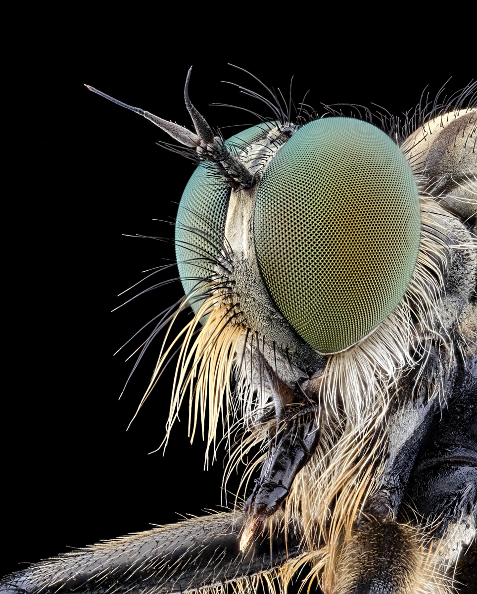 Robberfly