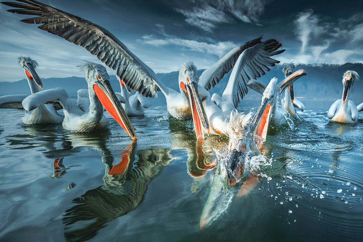 Catch the fish