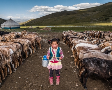 Among the Sheep