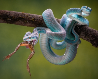 Blue Insularis 14