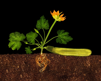 Zucchini