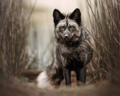 Intense Stare