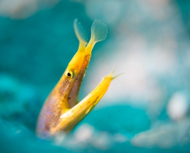 Ribbon eel