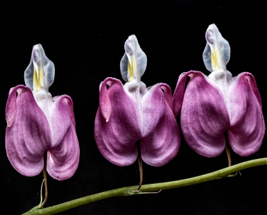 Dancers on a twig