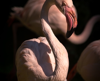 Flamingo