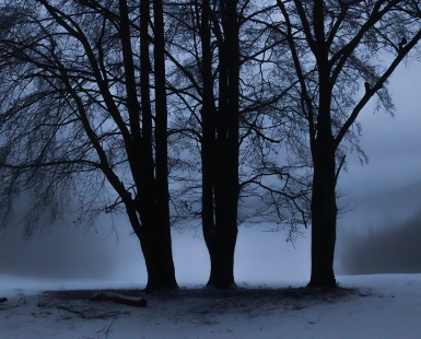 Tree sisters
