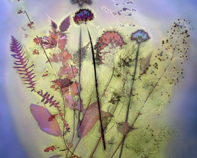 Wild Garden