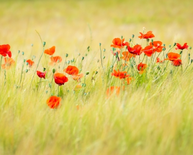 Poppy Love