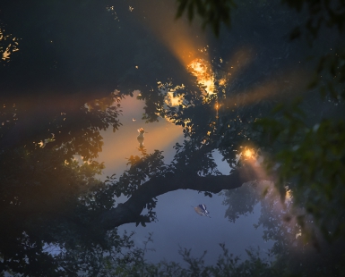MORNING MIST