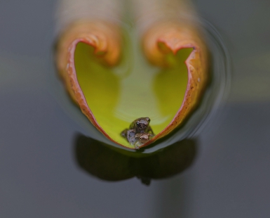 frog love