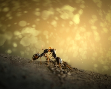 The Kiss