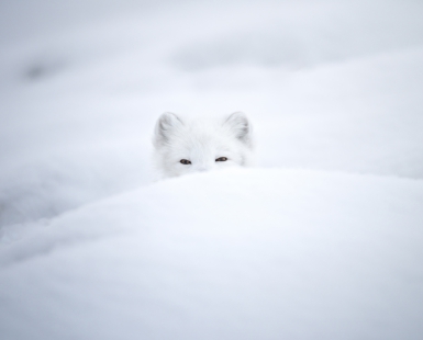 White camouflage