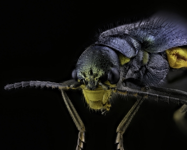Malachite beetle