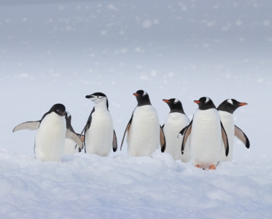 Three penguins