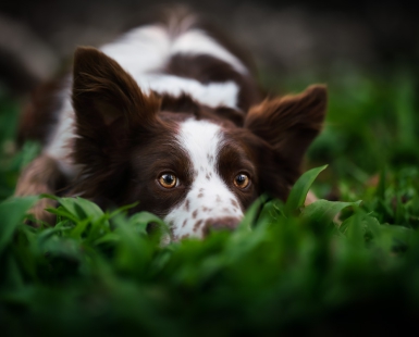 Timid