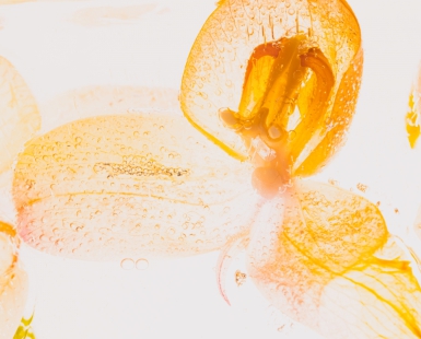 Flowers in ice
