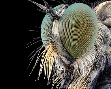 Robberfly