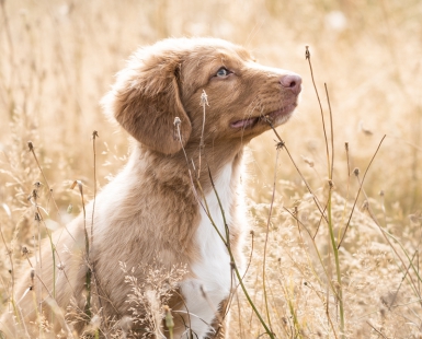 Golden puppy