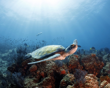 Flying underwater
