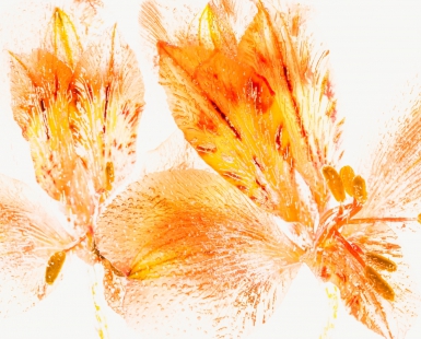 Orange and Red