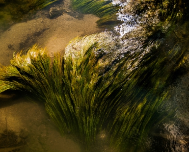 Seaweeds
