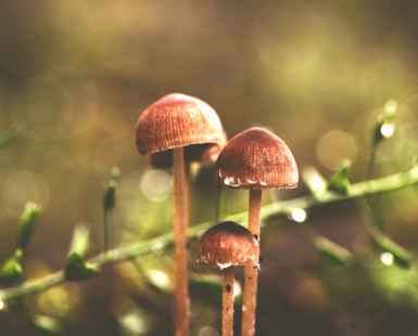 Natura