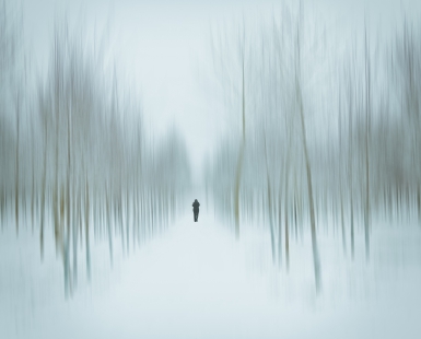 winter forest