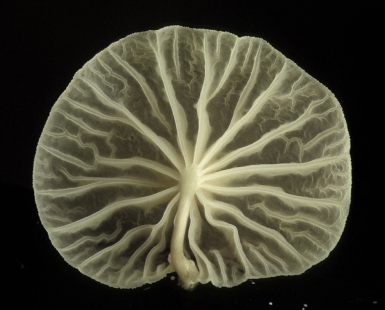 White Fungus