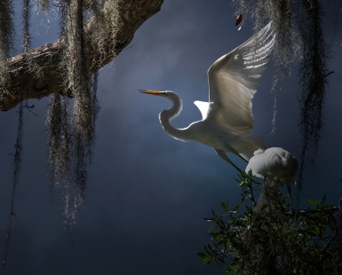 Wings of Courage
