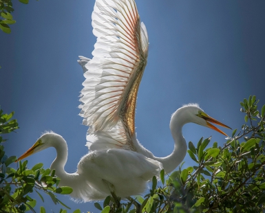 Wings of Light