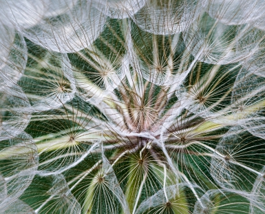 Salsify Me