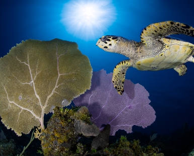 turtle fly-by