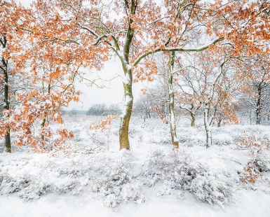 Autumn winter