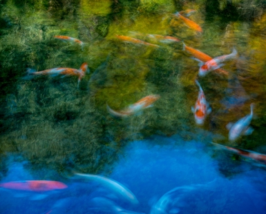 Reveries of Giverny 