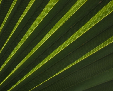  Streaks of green
