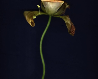 Tulip.