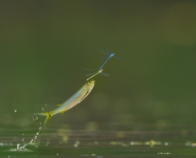 Sharp Shooter