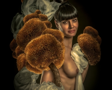The sunflowers