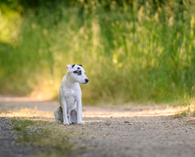 Sweet little dog