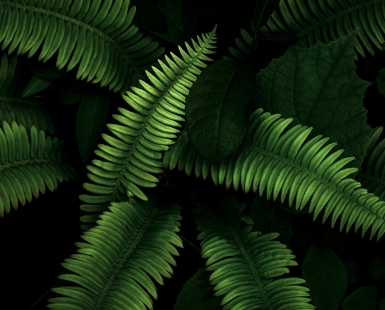 Growth