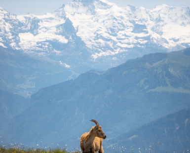 Young Ibex