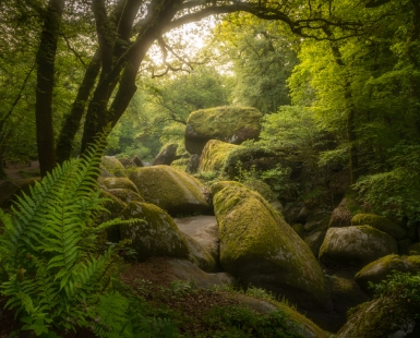 Ferns in the chaos