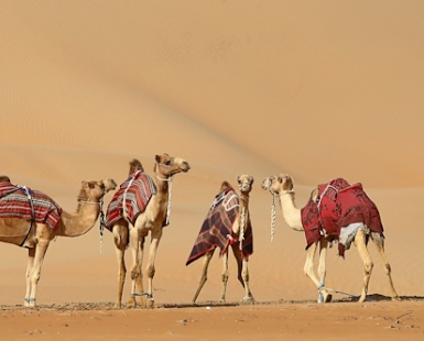 desert ships