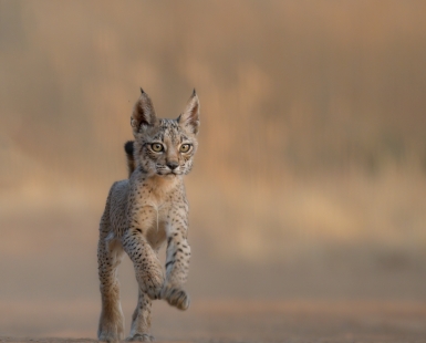 BORN FREE