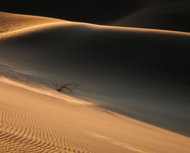 lone tree in desert