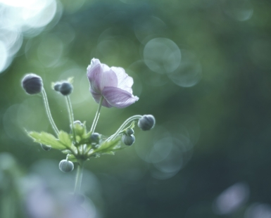 Innocence