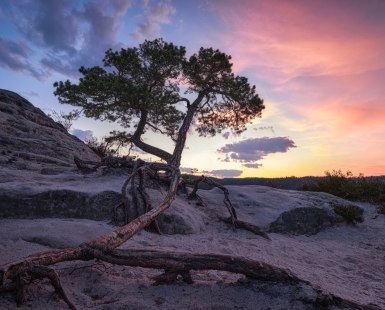 Pine in the morning