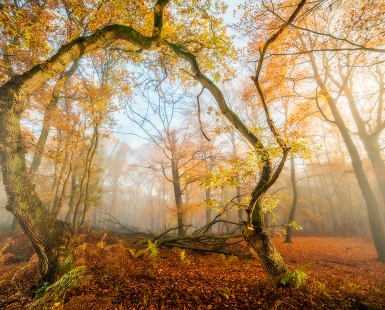 Autumn Spectacle