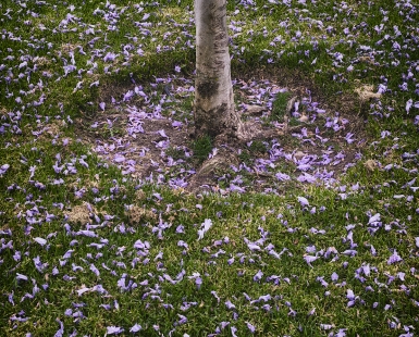Petals