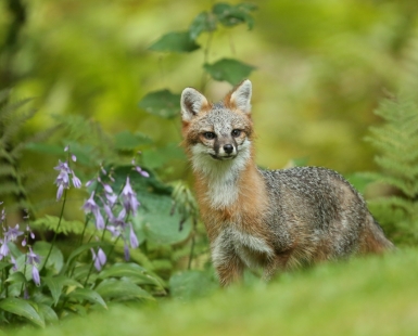 Fox? What Fox?